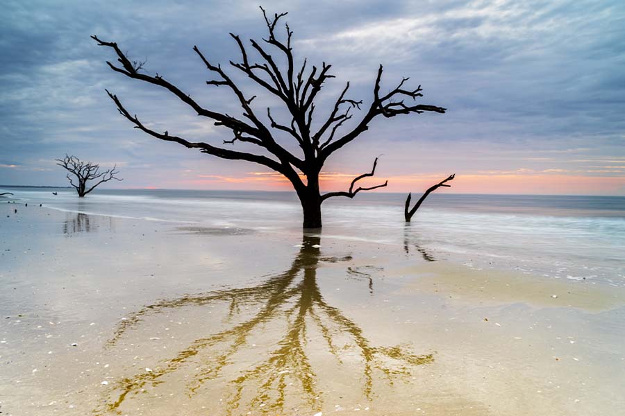 Edisto Island, SC - Old and Weathered Oak Tree at the Edisto Island Botany Bay Beach in South Carolina at Sunset